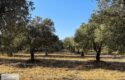 Yol Kenarı Harika Konumda Satılık Zeytinlik
