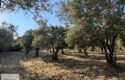 Yol Kenarı Harika Konumda Satılık Zeytinlik