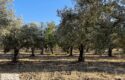 Yol Kenarı Harika Konumda Satılık Zeytinlik