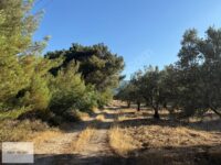 Yol Kenarı Harika Konumda Satılık Zeytinlik