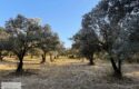 Yol Kenarı Harika Konumda Satılık Zeytinlik