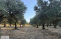 Yol Kenarı Harika Konumda Satılık Zeytinlik